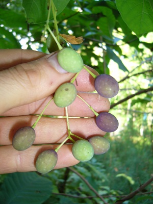 chionanthus virginicus chionanthus virginicus